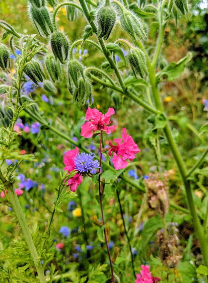 Wilde Blumen in Meißen