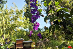 Biene fliegt zu lila Rittersporn-Blüte