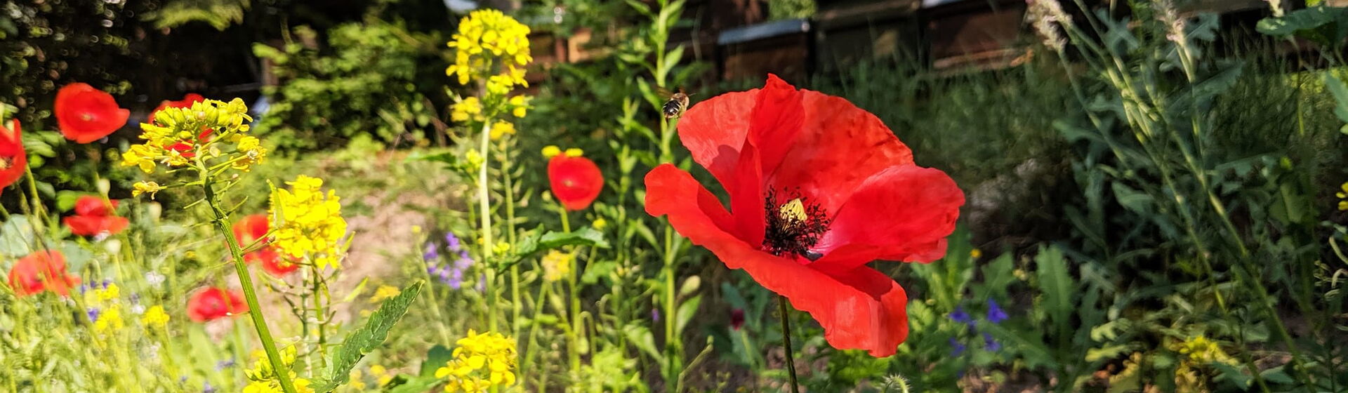 Rote Mohnblume in einem blühenden Garten